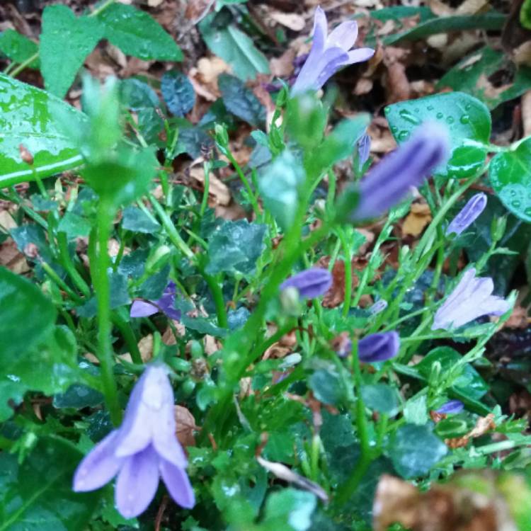 plant image 791741