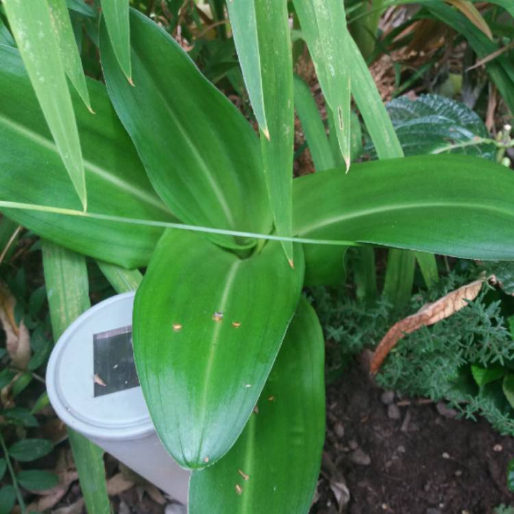 plant image 802851 plant image 802851