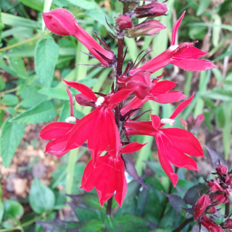 plant image 802868 plant image 802868