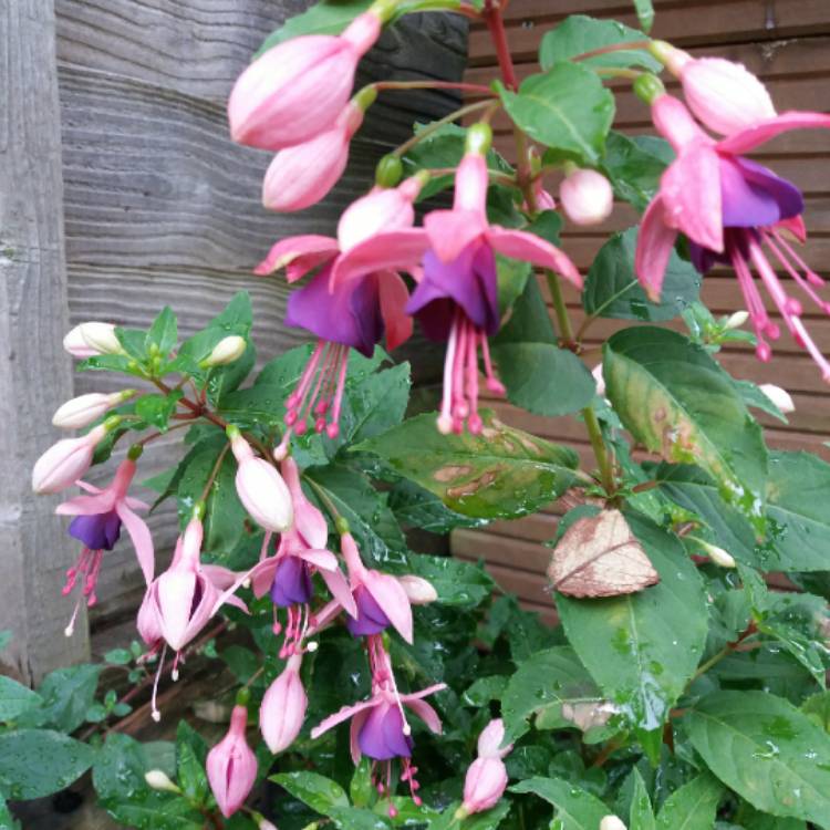 plant image 802874