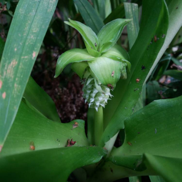 plant image 822123 plant image 822123