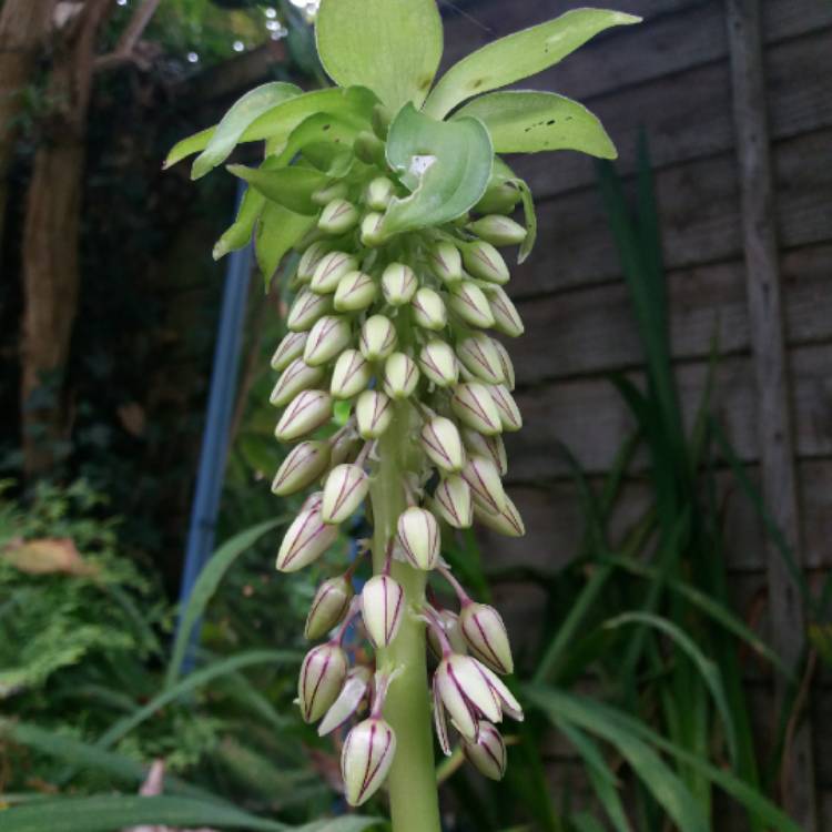 plant image 850475 plant image 850475