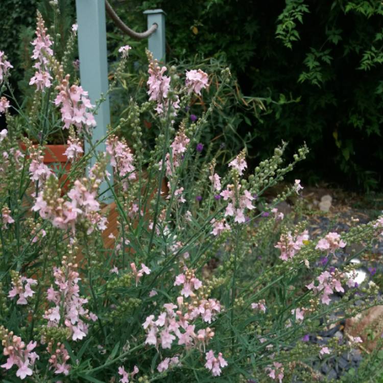 plant image 850483 plant image 850483