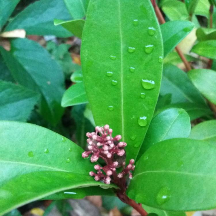 plant image 874736 plant image 874736