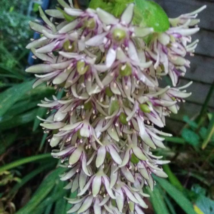 plant image 874740 plant image 874740