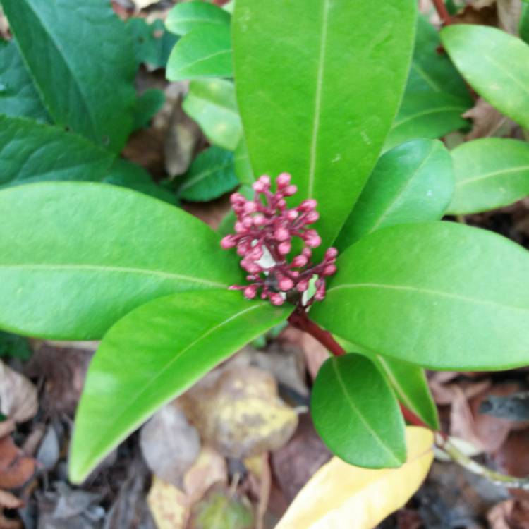 plant image 894166 plant image 894166