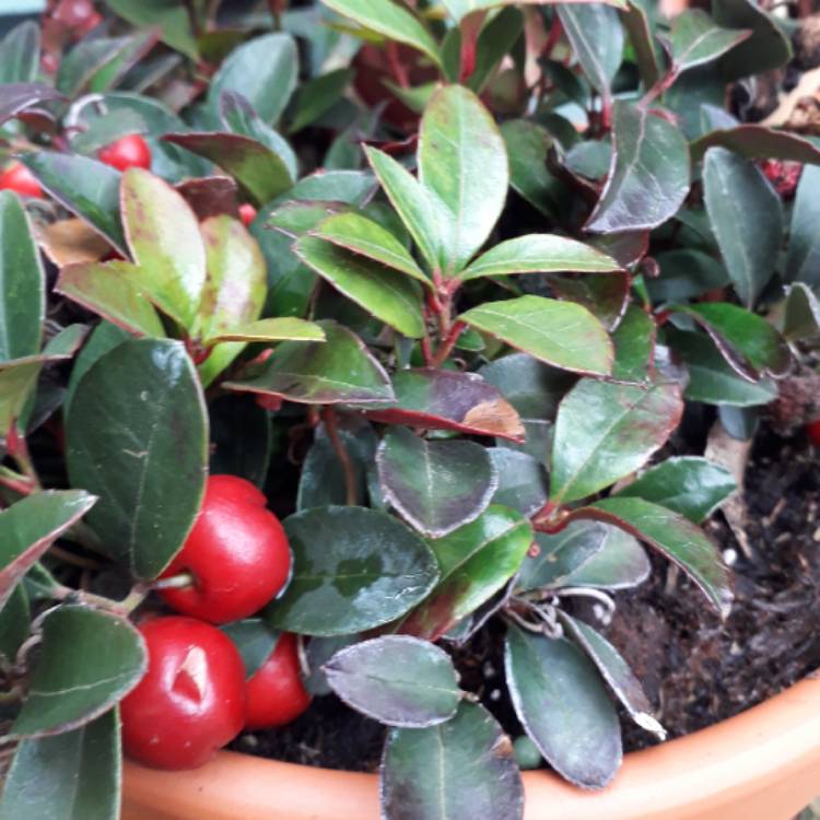 plant image 943491