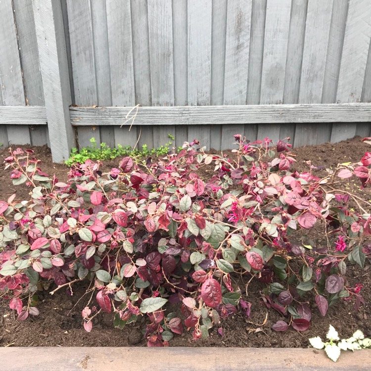 Plant image Loropetalum chinense 'Plum Gorgeous'
