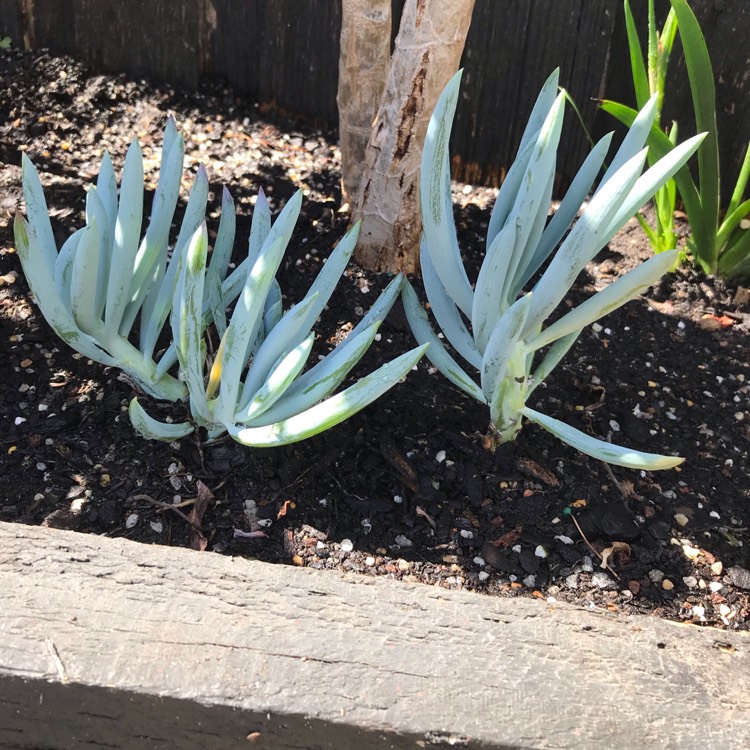 Plant image Senecio mandraliscae