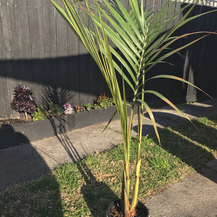 Plant image Archontophoenix