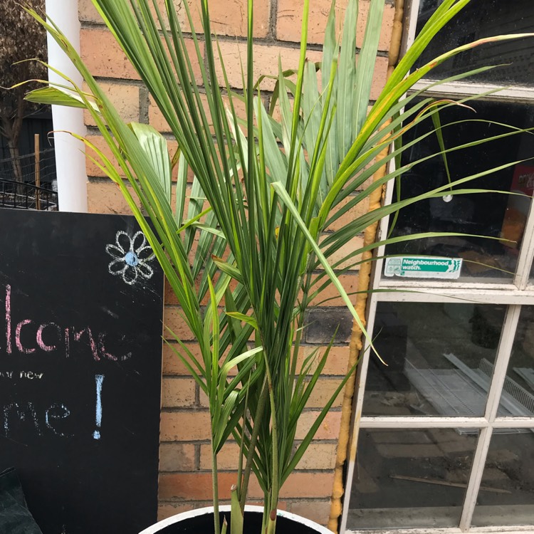 Plant image Archontophoenix