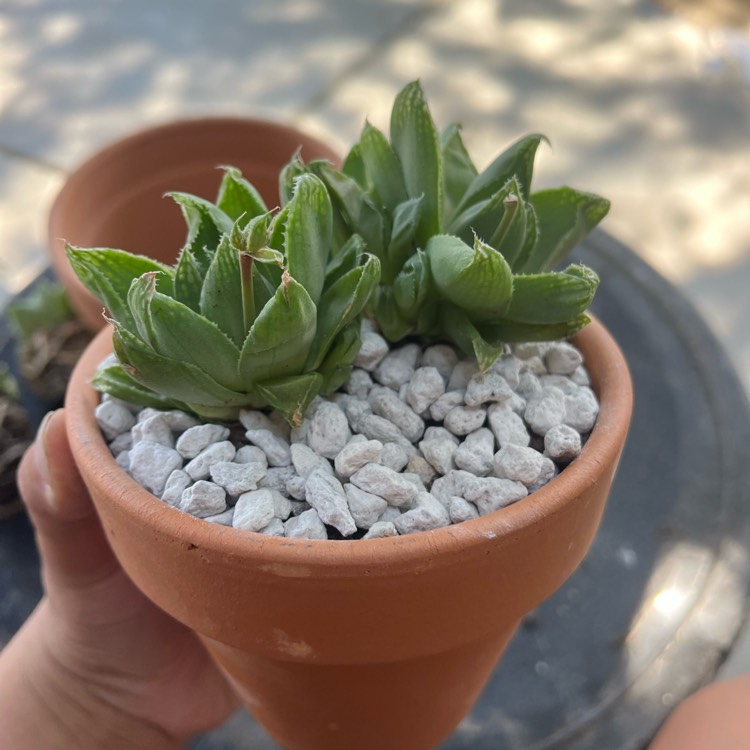 Plant image Haworthia cooperi var. leightonii