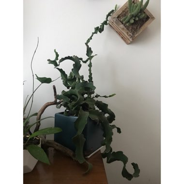 Epiphyllum 'Curly Locks', 'Curly Sue'