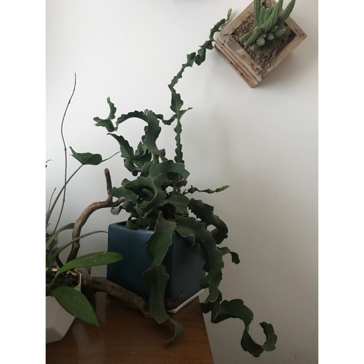 plant image 512009