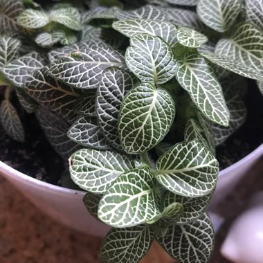 Nerve plant