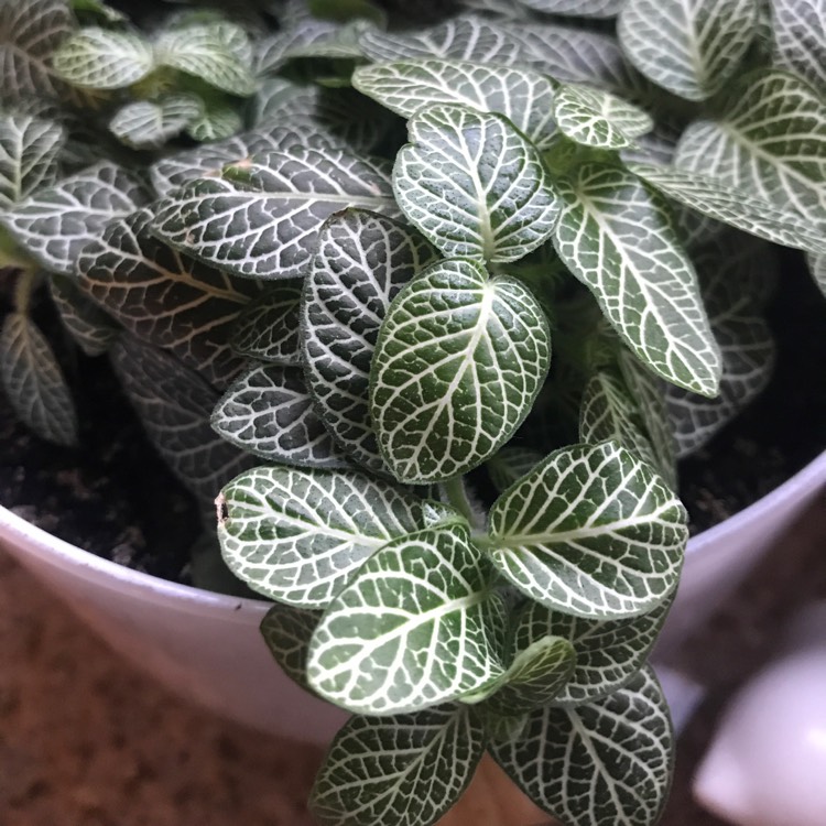 plant image 512013
