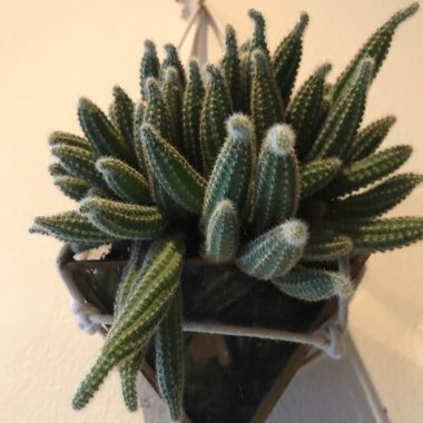 Peanut Cactus
