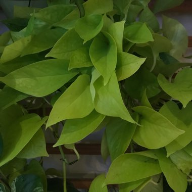 Epipremnum 'Neon'