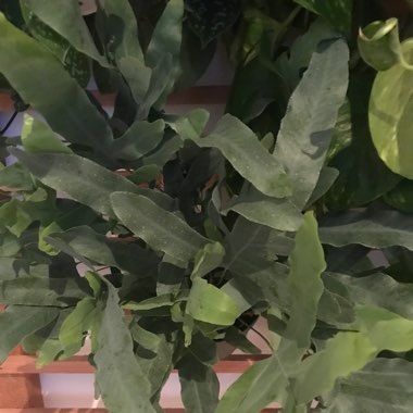 Blue Star Fern