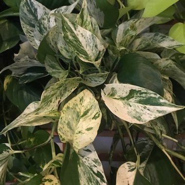 Epipremnum 'Marble Queen'