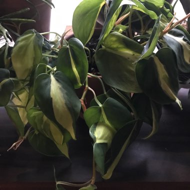 Philodendron 'Brasil'