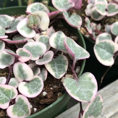 Variegated String Of Hearts