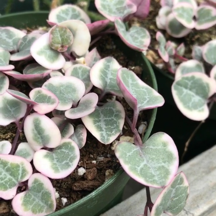 plant image 517681