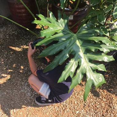Tree Philodendron