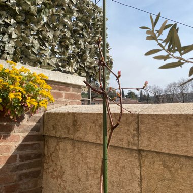 FABIANO's garden