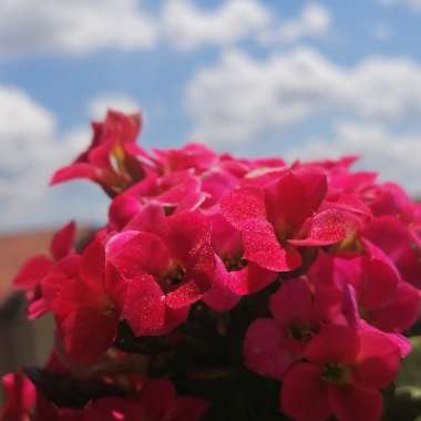 Kalanchoe