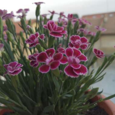 Dianthus barbatus