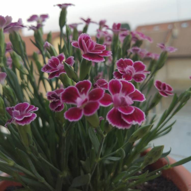 plant image 1339604