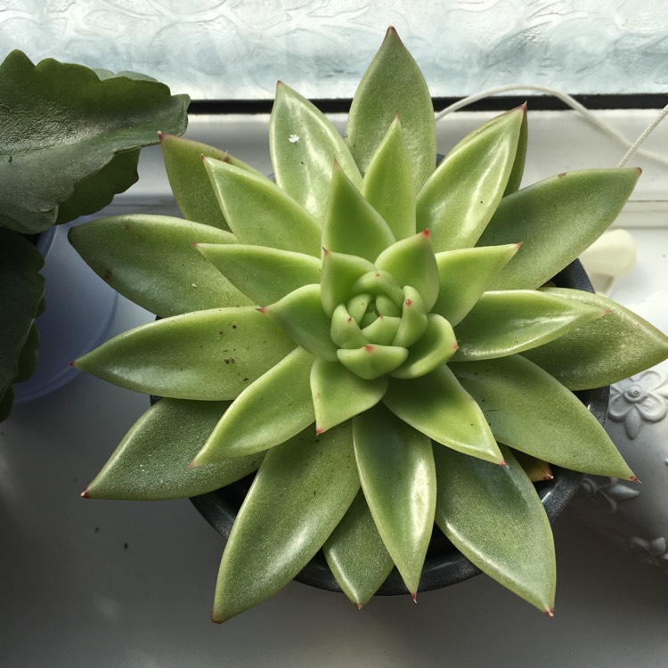 Plant image Echeveria Agavoides Corderoyi