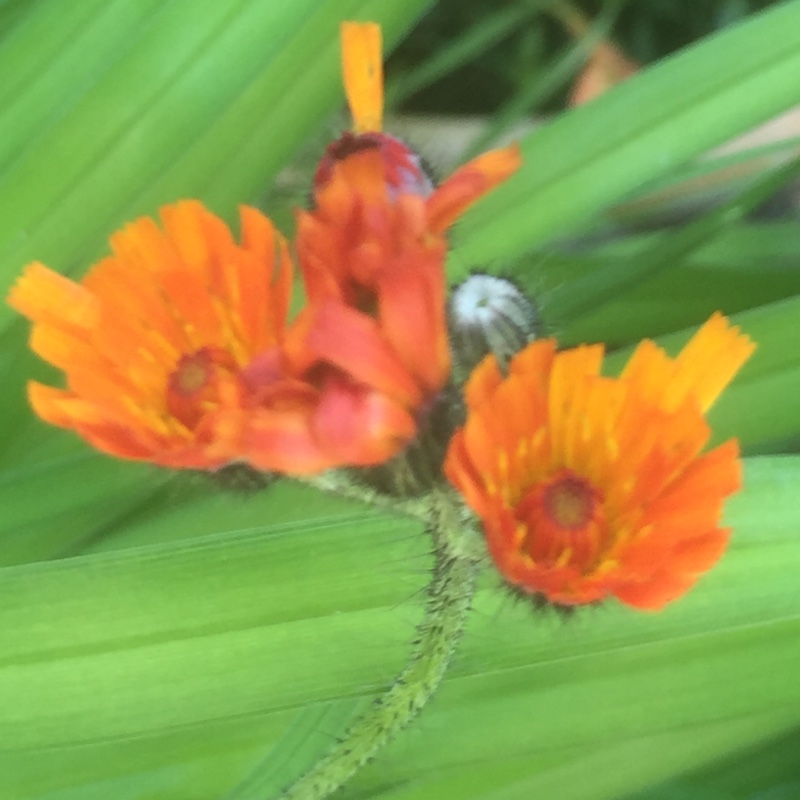 Plant image Pilosella aurantiaca