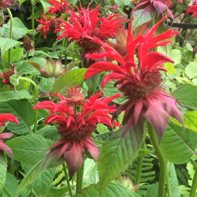 Monarda 'Gardenview Scarlet'