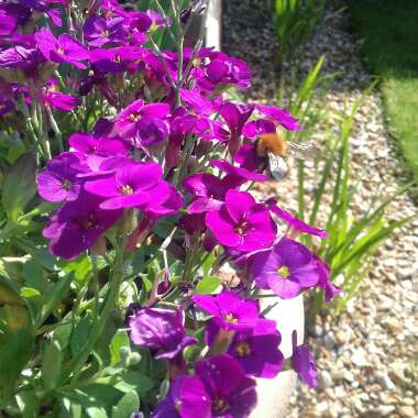 Faye's garden