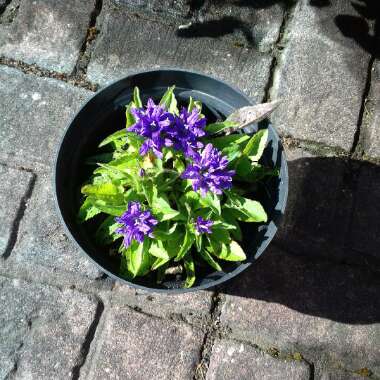 Faye's garden