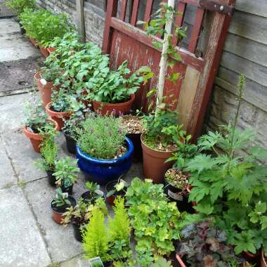 Faye's garden