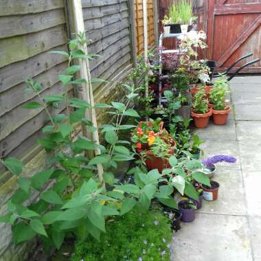 Faye's garden