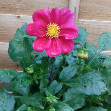 Faye's garden