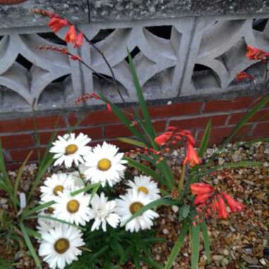 Faye's garden
