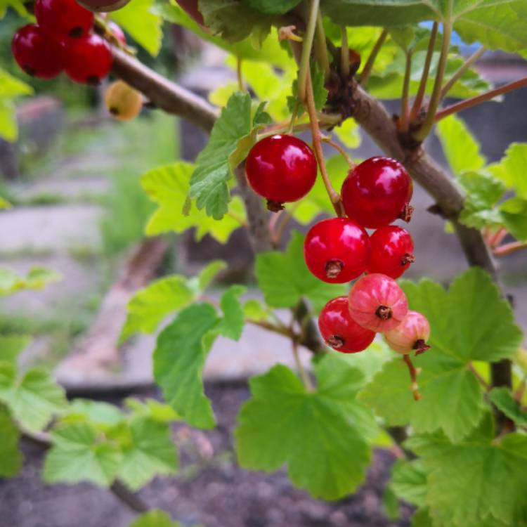 Plant image Ribes Rubrum 'Jonkheer Van Tets'