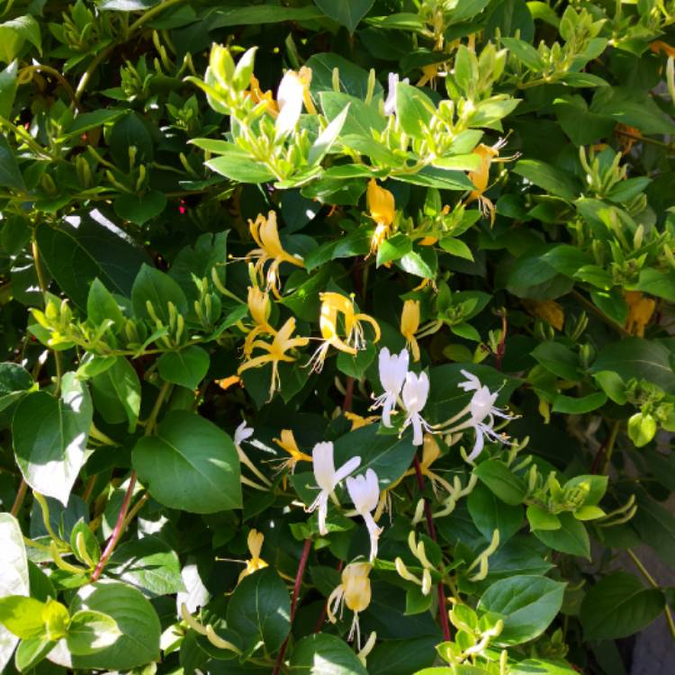 plant image 1329515