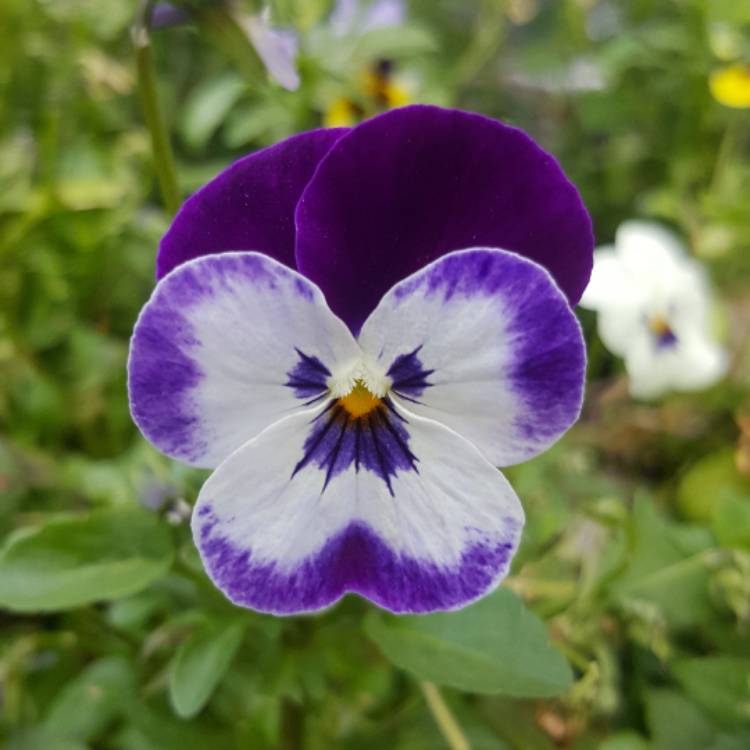 plant image 509247