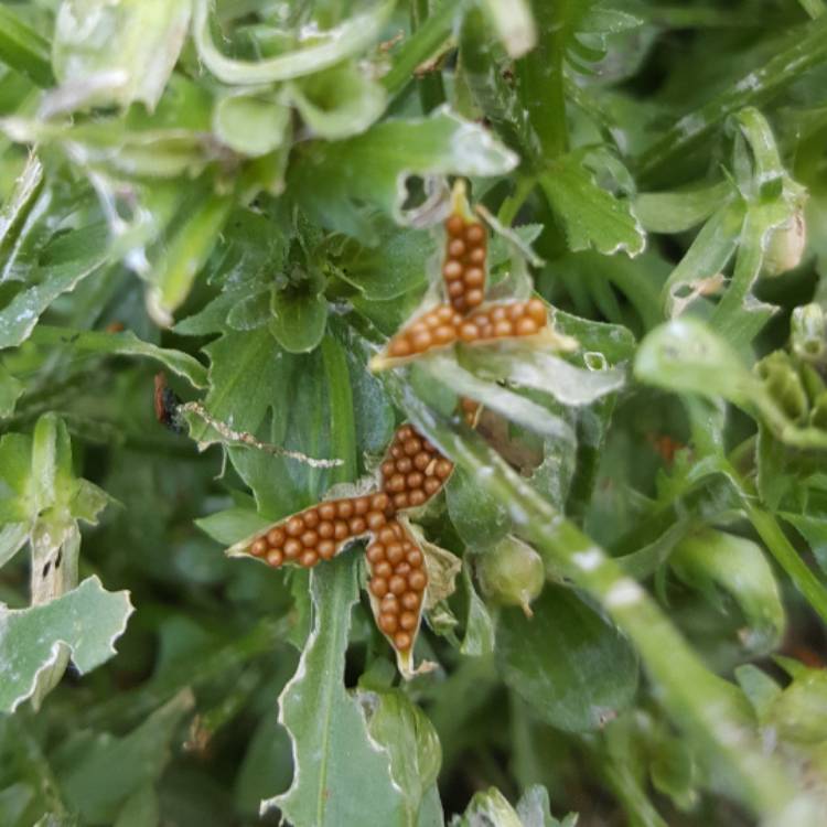 plant image 509250