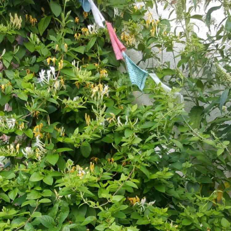 Plant image Lonicera japonica 'Hall's Prolific'