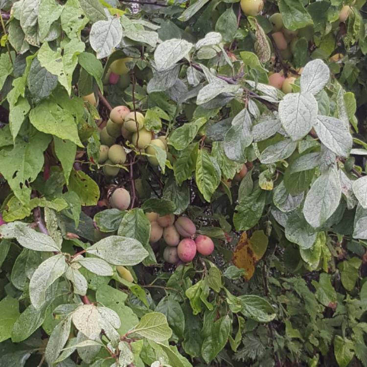 Plant image Prunus domestica