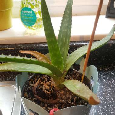 Aloe Vera