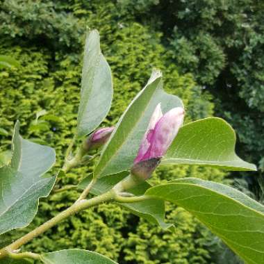 Magnolia x soulangeana