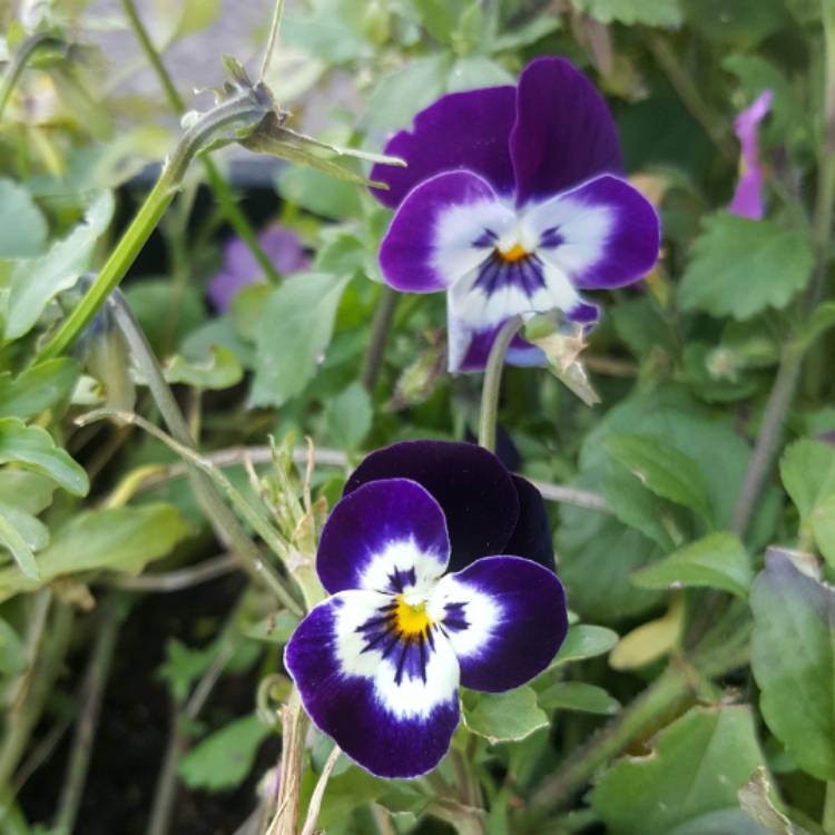 plant image 520285